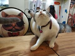 -李小姐の猫咖啡馆(五角场店)