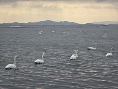 -烟墩角天鹅湖