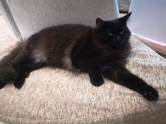 -藏猫猫咖啡主题馆(中央大道店)