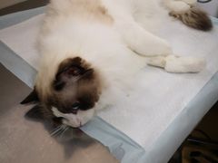 -瑞派天宁宠物医院·猫科·异宠中心