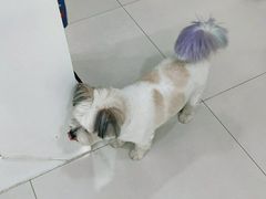 -安安宠物医院(情缘分院)