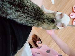 -COLOR PETS 撸猫馆·购猫·猫咖(长风大悦城店)