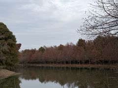 -上海海湾国家森林公园