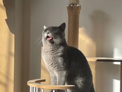 -瑞派旺宝宠物医院·犬猫全科综合·尿道专科(莲兴院)