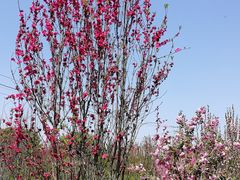 -南汇桃花村