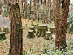 -铁山坪森林公园