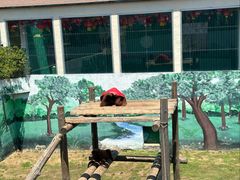 -西霞口神雕山野生动物世界