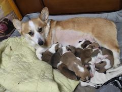 -喜洋洋宠物医院(震川路总店)