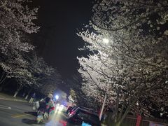 -高东镇樱花园
