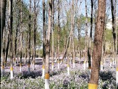 -东升八家郊野公园