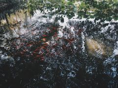 -普陀山慧济禅寺