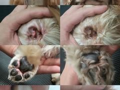 -悠尼宠物·独立低压伊珊娜洗护·美容·寄养(兰谷路店)