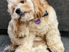 -萌宠之家·腊肠犬·马尔泰·小体犬舍