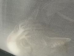 -芭比堂动物医院·24小时·眼科中心(深圳中心)