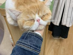 -猫和宫(六道口店)