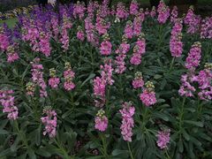 -洪湖湿地生态园