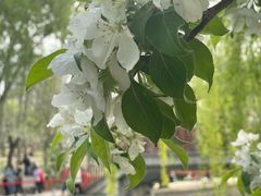-海棠花溪(元大都城垣遗址公园)
