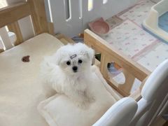 -翊宠yipet猫狗购宠庄园犬舍•猫舍