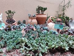 -正佳雨林生态植物园