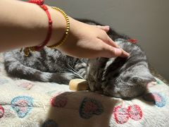 -有猫主题·治愈系猫咖(曾厝垵店)