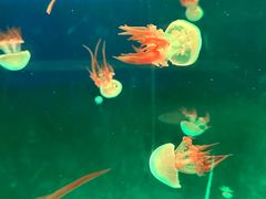 -北戴河圣蓝海洋公园