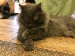 -more than meow吴止猫主题餐厅(承德 中船汇店)