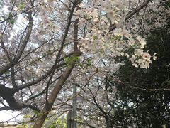 -武汉大学-樱园