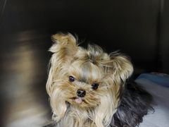 -中农大我爱我爱24h动物医院·中医针灸·猫专科·骨科医疗中心(双井店)