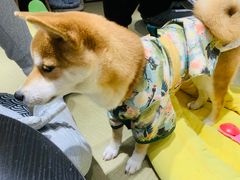 -逗柴咖啡屋·狗咖猫咖宠物桌游