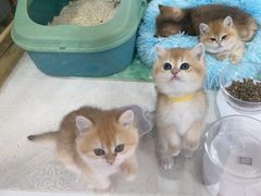 -糯米喵星人总部直营旗舰店·猫舍·幼猫出售