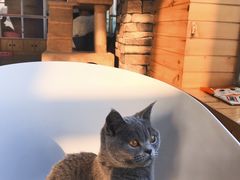 -猫的茶·猫咖