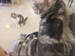 -平行世界·猫咖(首经贸店)
