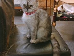 -猫色咖啡·猫咖
