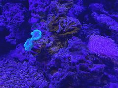 -芜湖新华联大白鲸海洋公园