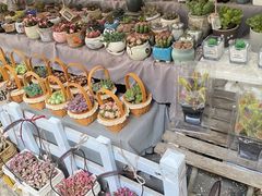 -循礼门鲜花花市(武汉循礼门店)