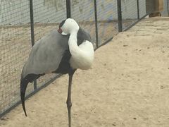 -盐城丹顶鹤湿地生态旅游区