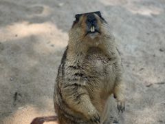 -北京野生动物园