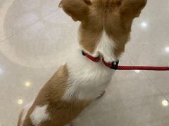 -瑞鹏宠物医院·骨科·猫科·内科(第一中心)