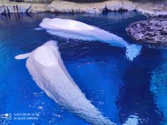 -海合安武汉极地海洋公园