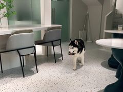 用餐区-Husky Go!哈士奇体验馆·宠物咖啡厅狗咖