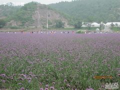 -紫海香堤香草艺术庄园