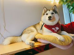 -Husky Go! 哈士奇体验馆·宠物咖啡厅狗咖