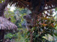 -广州长隆野生动物世界