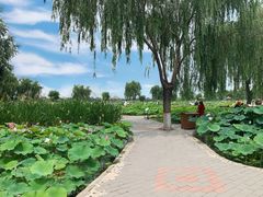 -白洋淀景区
