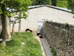 -卧龙中华大熊猫苑神树坪基地