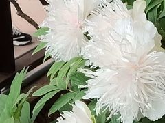 -洛阳市隋唐城遗址植物园