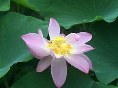 -陈家山荷花公园