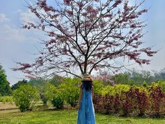 -中国科学院西双版纳热带植物园
