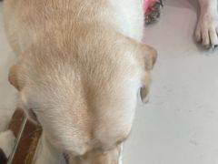 -共舞时光猫咖·狗咖(新街口店)