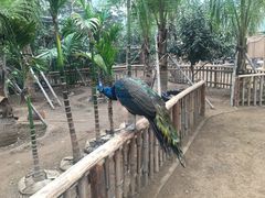 -呀路古热带植物园